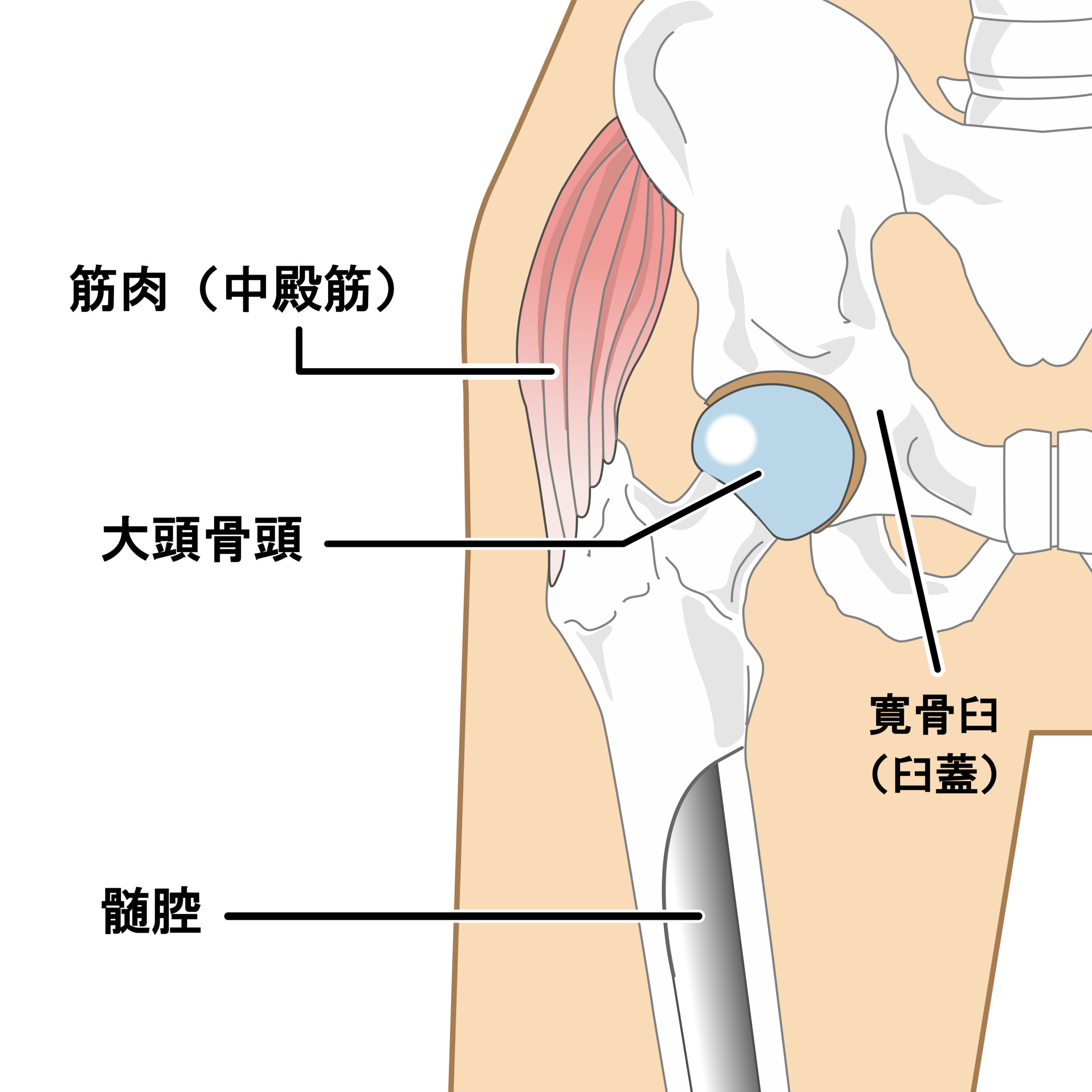 あぐら を かく と 股関節 が 痛い 足の付け根が痛い 医師が考える原因と対処法 症状辞典